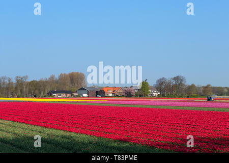 Lisse, Niederlande - 18 April 2019: Traditionelles Holländisches Tulpenfeld mit Reihen von rot, rosa und gelbe Blumen Stockfoto