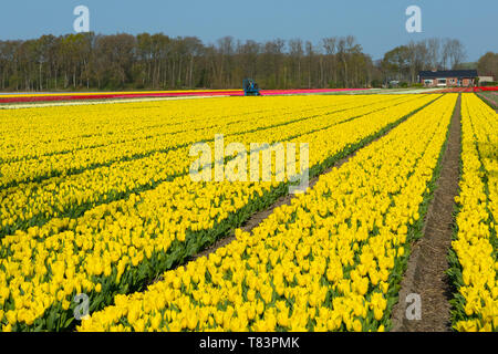 Lisse, Niederlande - 18 April 2019: Traditionelles Holländisches Tulpenfeld mit Reihen gelbe Blüten Stockfoto