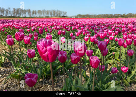 Lisse, Niederlande - 18 April 2019: Traditionelles Holländisches Tulpenfeld mit Reihen von rosa Blüten Nahaufnahme Stockfoto