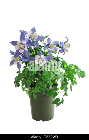 Topfpflanzen Akelei, Aquilegia, Mitglied der Ranunculaceae Familie, isoliert über einen weißen Hintergrund mit Freistellungspfad enthalten. Mehrjährige Gartenpflanze. Stockfoto