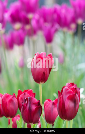 Tulipa "National Velvet". Tulip "National Velvet" Blumen. Großbritannien Stockfoto