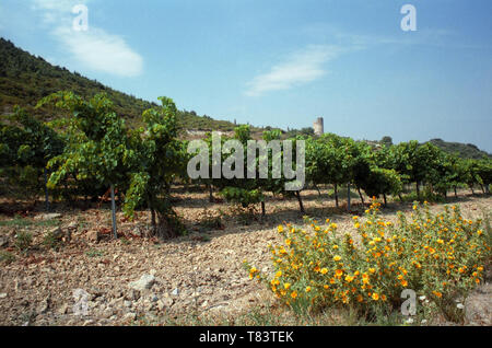 Blick auf die Weinberge von Abbaye de Fontfroide, Aude, Frankreich Stockfoto