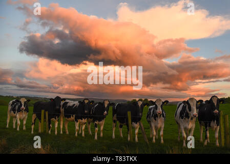 Kühe unter dramatischen Himmel Stockfoto