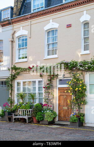 Haus mit Sträuchern und gelbe Rosen im Container in Horbury Mews, Notting Hill, West London, England Stockfoto