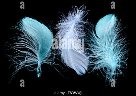 three blue bright textured and lightweight feathers isolated on black Stockfoto