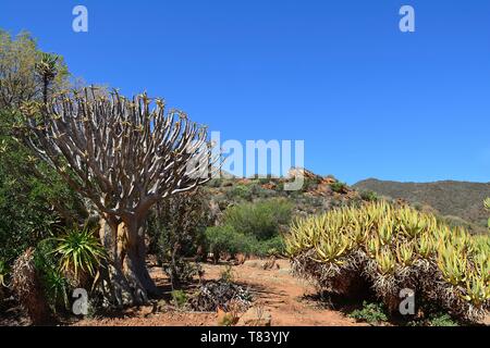 Südafrika, Western Cape, Karoo, Karoo Wüste nationalen botanischen Gärten Stockfoto