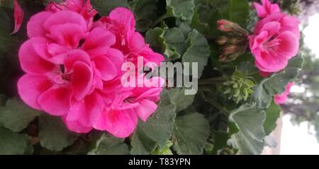 Rosa Blume Stockfoto