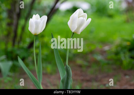 Weiße Tulpen auf dem Hintergrund des grünen Grases im Park. Stockfoto