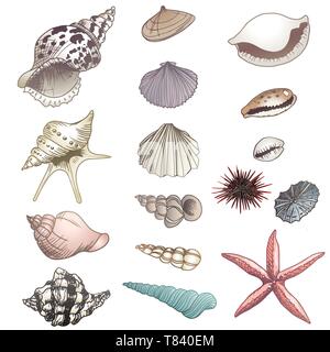 Satz von seashells Illustrationen voller Vektor Elemente Stock Vektor