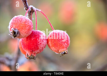 Crab Apple Obst an einem frostigen Morgen, England, Großbritannien Stockfoto