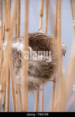 Eurasischen Reed Warbler reed Nest in einem Bett. Stockfoto