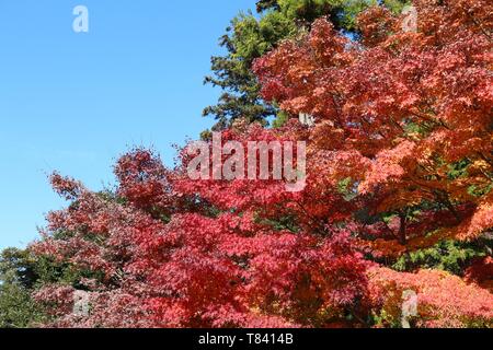 Blätter im Herbst in Japan - Rot momiji Blätter (Ahorn) in Kamakura Park. Stockfoto