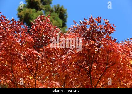 Blätter im Herbst in Japan - Rot momiji Blätter (Ahorn) in Kamakura Park. Stockfoto