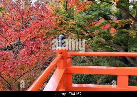 Herbst in Japan - bunte Blätter von Kitano Tenmangu Gärten in Kyoto. Stockfoto