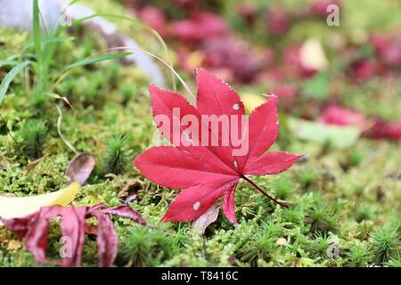 Japan autumn leaves - Red maple leaf auf Moss in Yoshikien Garten, Nara. Stockfoto