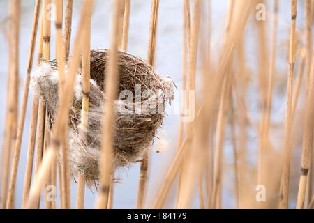 Eurasischen Reed Warbler reed Nest in einem Bett. Stockfoto