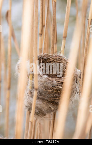 Eurasischen Reed Warbler reed Nest in einem Bett. Stockfoto