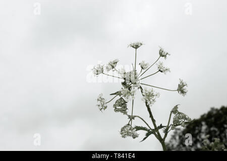 Kreative Schuß einer Kuh Petersilie Blütenkopf (Anthriscus sylvestris, Wildflower) in die Regentropfen fallen Stockfoto