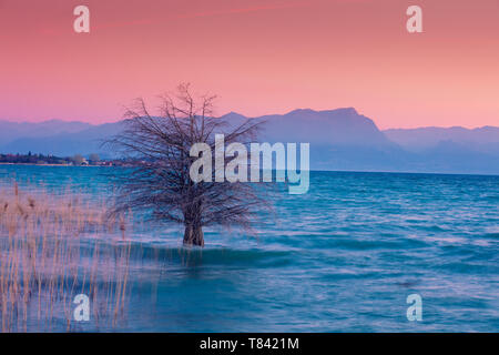 Am frühen Morgen, Sonnenaufgang über dem See. Baum im See. Gardasee (Lago di Garda), Italien, Europa Stockfoto