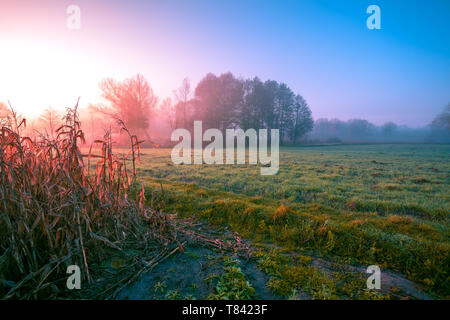 Ländliche Landschaft in den frühen Morgen. Sonnenaufgang über dem Feld Stockfoto