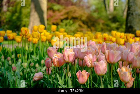 Tulpen in gelb und rosa Farben auf Anzeige an Keukenhof Lisse, Südholland. Im HDR high definition fotografiert. Stockfoto