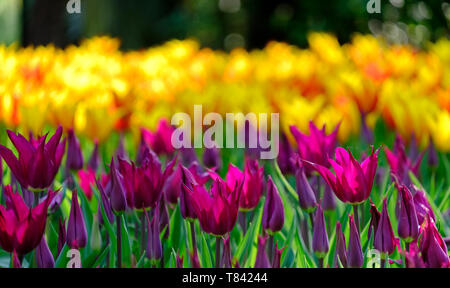 Tulpen in gelb und rosa Farben auf Anzeige an Keukenhof Lisse, Südholland. Im HDR high definition fotografiert. Stockfoto