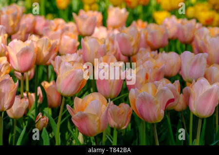 Tulpen in gelb und rosa Farben auf Anzeige an Keukenhof Lisse, Südholland. Im HDR high definition fotografiert. Stockfoto