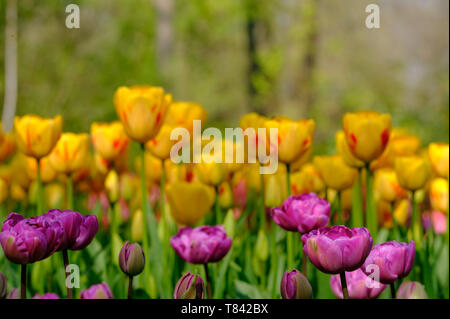 Tulpen in gelb und rosa Farben auf Anzeige an Keukenhof Lisse, Südholland. Im HDR high definition fotografiert. Stockfoto