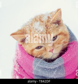 Porträt eines kleinen roten Kitten tragen Strickschal im Winter Stockfoto