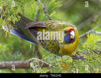 Green Rosella - Platycercus caledonicus oder Tasmanischer Rosella ist eine Pflanzenart aus der Gattung der Papagei in Tasmanien und der Bass Strait Inseln. Stockfoto