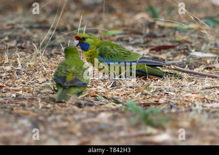 Green Rosella - Platycercus caledonicus oder Tasmanischer Rosella ist eine Pflanzenart aus der Gattung der Papagei in Tasmanien und der Bass Strait Inseln. Stockfoto