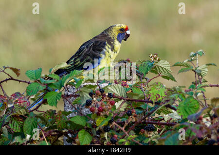 Green Rosella - Platycercus caledonicus oder Tasmanischer Rosella ist eine Pflanzenart aus der Gattung der Papagei in Tasmanien und der Bass Strait Inseln. Stockfoto