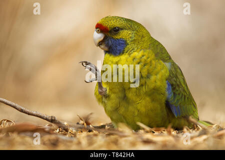 Green Rosella - Platycercus caledonicus oder Tasmanischer Rosella ist eine Pflanzenart aus der Gattung der Papagei in Tasmanien und der Bass Strait Inseln. Stockfoto