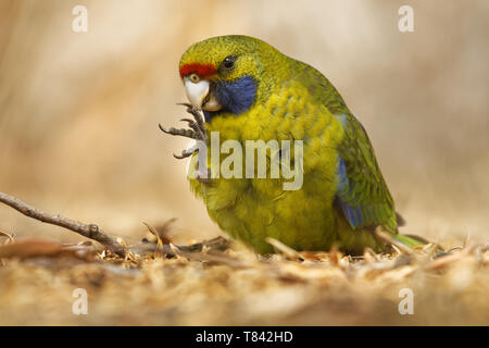 Green Rosella - Platycercus caledonicus oder Tasmanischer Rosella ist eine Pflanzenart aus der Gattung der Papagei in Tasmanien und der Bass Strait Inseln. Stockfoto