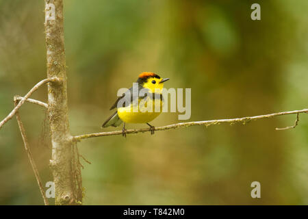 Collared Redstart Whitestart - Myioborus torquatus auch bekannt als collared Redstart, ist eine tropische Neue Welt warbler endemisch in den Bergen von Co Stockfoto