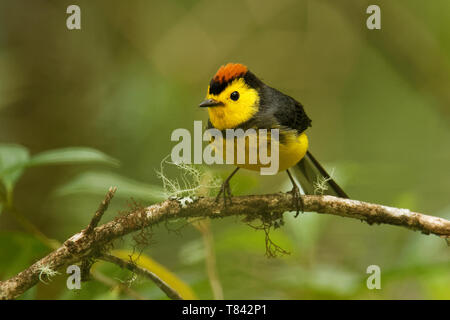 Collared Redstart Whitestart - Myioborus torquatus auch bekannt als collared Redstart, ist eine tropische Neue Welt warbler endemisch in den Bergen von Co Stockfoto