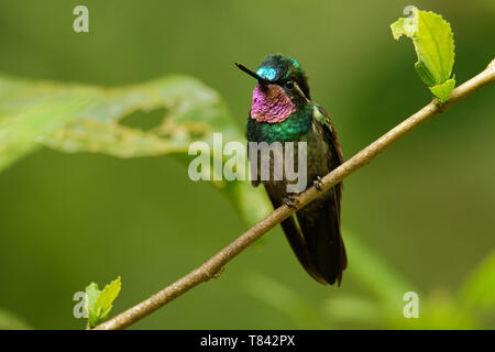 Lila-throated Berg-gem-Lampornis calolaemus ein Kolibri die Rassen in die Berge im Süden von Nicaragua, Costa Rica und Panama. Stockfoto