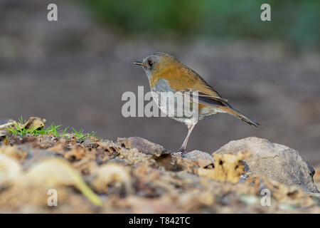 Schwarz-billed Nachtigall - soor - Catharus gracilirostris kleine Thrush endemisch im Hochland von Costa Rica und Panama. Stockfoto