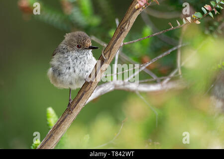 Braun Thornbill - Acanthiza pusilla) aus östlichen und südöstlichen Australien gefunden, einschließlich Tasmanien, ernährt sich von Insekten. Stockfoto