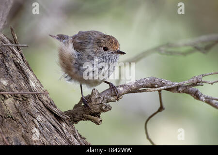 Braun Thornbill - Acanthiza pusilla) aus östlichen und südöstlichen Australien gefunden, einschließlich Tasmanien, ernährt sich von Insekten. Stockfoto