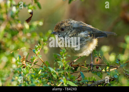 Braun Thornbill - Acanthiza pusilla) aus östlichen und südöstlichen Australien gefunden, einschließlich Tasmanien, ernährt sich von Insekten. Stockfoto