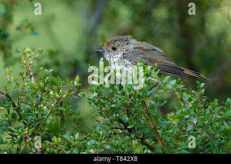 Braun Thornbill - Acanthiza pusilla) aus östlichen und südöstlichen Australien gefunden, einschließlich Tasmanien, ernährt sich von Insekten. Stockfoto