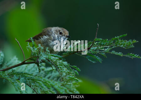 Braun Thornbill - Acanthiza pusilla) aus östlichen und südöstlichen Australien gefunden, einschließlich Tasmanien, ernährt sich von Insekten. Stockfoto