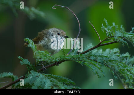 Braun Thornbill - Acanthiza pusilla) aus östlichen und südöstlichen Australien gefunden, einschließlich Tasmanien, ernährt sich von Insekten. Stockfoto
