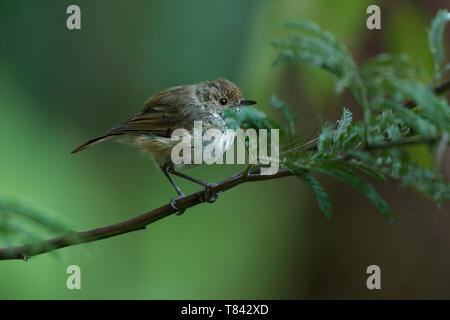 Braun Thornbill - Acanthiza pusilla) aus östlichen und südöstlichen Australien gefunden, einschließlich Tasmanien, ernährt sich von Insekten. Stockfoto