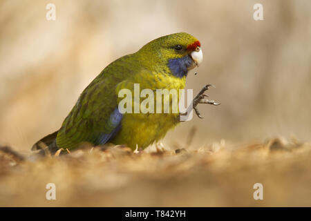 Green Rosella - Platycercus caledonicus oder Tasmanischer Rosella ist eine Pflanzenart aus der Gattung der Papagei in Tasmanien und der Bass Strait Inseln. Stockfoto