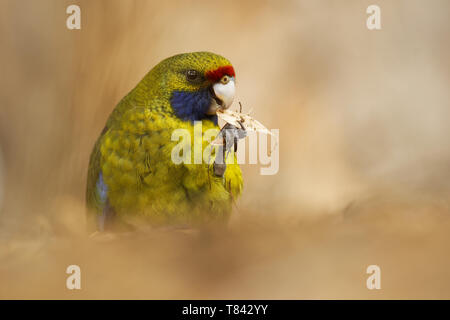 Green Rosella - Platycercus caledonicus oder Tasmanischer Rosella ist eine Pflanzenart aus der Gattung der Papagei in Tasmanien und der Bass Strait Inseln. Stockfoto