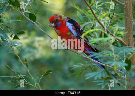 Crimson Rosella - Platycercus elegans ein Papagei aus östlichen und südöstlichen Australien, nach Neuseeland und Norfolk Island, Berg eingeführt w Stockfoto