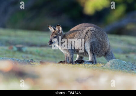 Bennetts Wallaby - Macropus rufogriseus, auch Red-necked Wallaby, mittlere Lorenz Beuteltier, gemeinsame im östlichen Australien, Tasmanien, eingeführt. Stockfoto