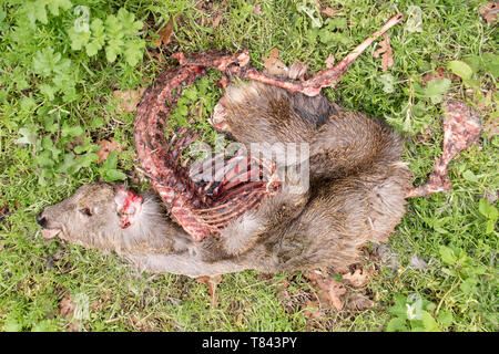 Ein toter Europäische Reh (Capreolus capreolus) auf der Seite von einem Feldweg, England, Großbritannien Stockfoto